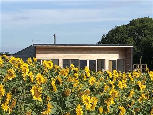 Hideaway in the Sunflowers